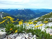 34 Doronicum grandiflorum